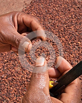 Hands handling and inspecting cocoa beans photo