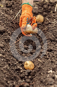 Hands harvesting fresh organic potatoes from soil