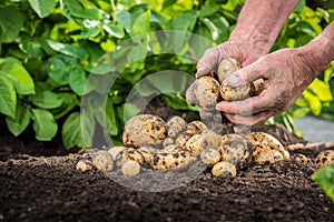 Hands harvesting fresh potatoes from soil