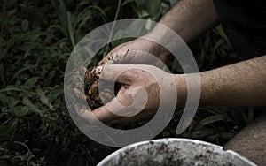 Hands harvesting fresh turmeric from the soil