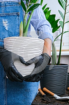 Hands in heart shape Gardener woman holding pot indoor plants Zamioculcas Concept of plants care and home garden. Spring