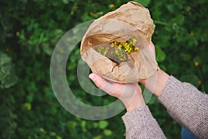 Hands of a herbalist holding recyclable paper bag with medicinal flowers while collecting healing herbs in the meadow