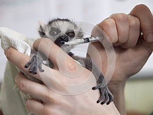 Hands hold a baby ring-tailed lemur, Lemur catta, and feed it from a syringe