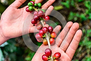 Hands hold branch of ripening coffee beans