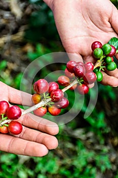 Hands hold branch of ripening coffee beans