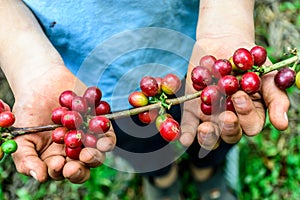 Hands hold branch of ripening coffee beans