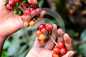 Hands hold branch of ripening coffee beans
