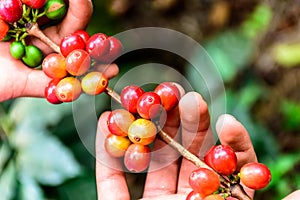 Hands hold branch of ripening coffee beans