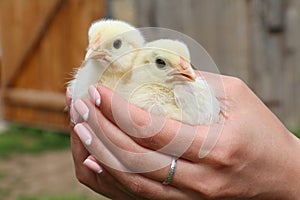 Hands hold caring for a small chickens