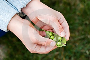 Hands hold cracked pea pod