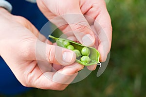 Hands hold cracked pea pod