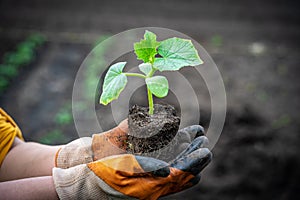 Hands hold a cucumber seedling