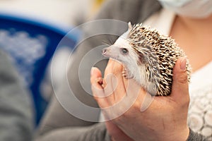 Hands hold a cute hedgehog with sharp needles. Little wild animal.
