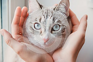 The hands hold the head of a Siamese cat