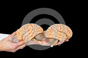 Hands hold human brains model on black background