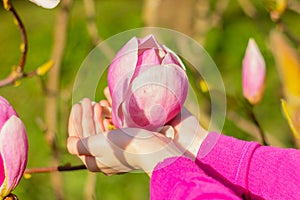 hands hold large pink magnolia flower