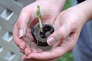 Hands Hold New Seedling