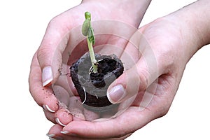 Hands Hold New Seedling Isolated on White