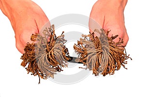 Hands hold old rope with frayed ends, isolated against white background1