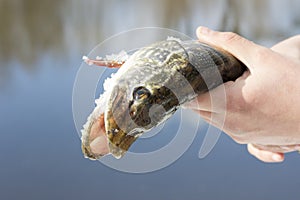 Hands hold predator pike against the background of the river