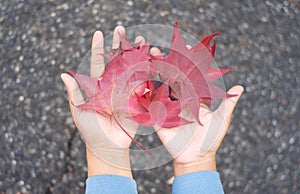 Hands hold red maple leaves
