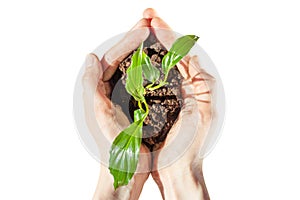 Hands hold a sprout with soil on white background.
