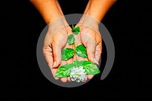 Hands hold Thai Jasmine flower