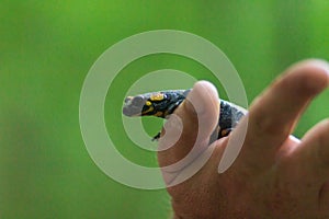 Hands hold yellow-black salamander. Carpathian salamander