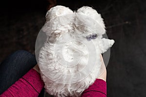 Hands holding 2 small white puppies of a Bichon Frize dog, emphasis on the dog`s fur texture