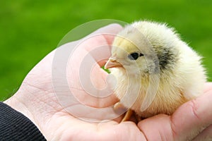 Hands Holding a Baby Chick on green meadow