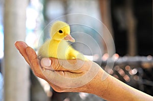 Hands holding a baby duck