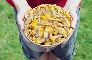 Hands holding a basket with chanterelle mushrooms