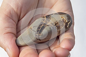 Hands holding beautiful dragon stone