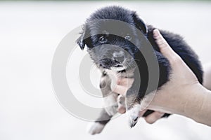 Hands holding a black puppy