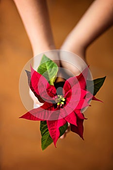 Hands holding a blooming red poinsettia / Christmas star flower