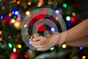 Hands holding a blooming red poinsettia Christmas star flower on the background of the glowing lights