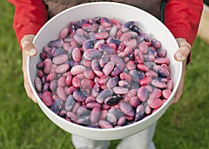 Hands holding a bowl full of runner beans