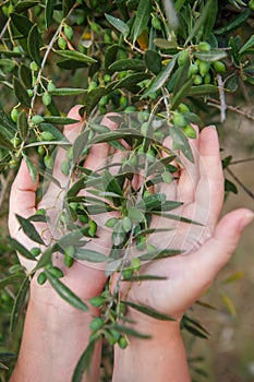 Hands holding branches of an olive tree.