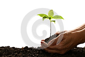 Hands holding and caring a green young plant isolated on white background