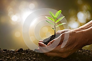 Hands holding and caring a green young plant on the nature