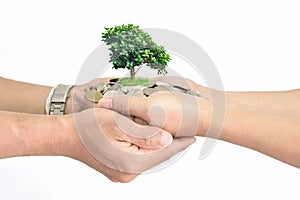 Hands holding coin stack and small tree on white background