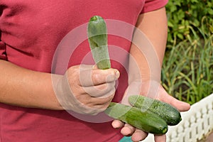 hands holding a cucumber, agriculture, gardening, and the farmer with a crop of cucumbers