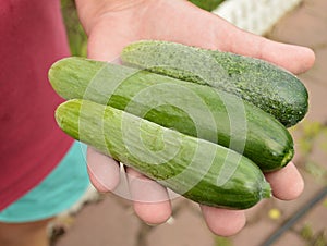 hands holding a cucumber, agriculture, gardening, and the farmer with a crop of cucumbers