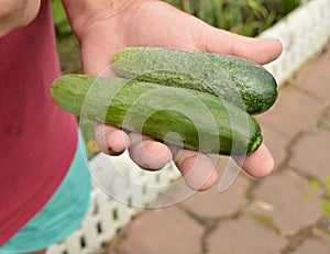 hands holding a cucumber, agriculture, gardening, and the farmer with a crop of cucumbers