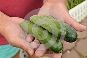 hands holding a cucumber, agriculture, gardening, and the farmer with a crop of cucumbers