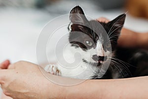 hands holding cute little kitty, sleeping on woman legs in morning light. girl stroking and caressing adorable black and white