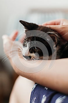 hands holding cute little kitty, sleeping on woman legs in morning light. girl stroking and caressing adorable black and white