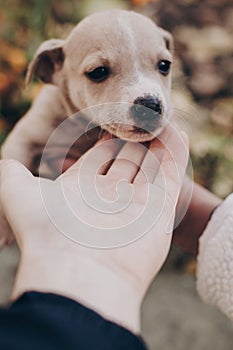 Hands holding cute little staff terrier puppy in autumn park. Person caressing scared homeless beige puppy in city street.