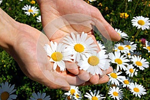 Hands holding a daisy