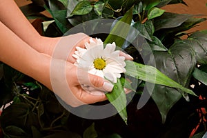 Hands holding daisy